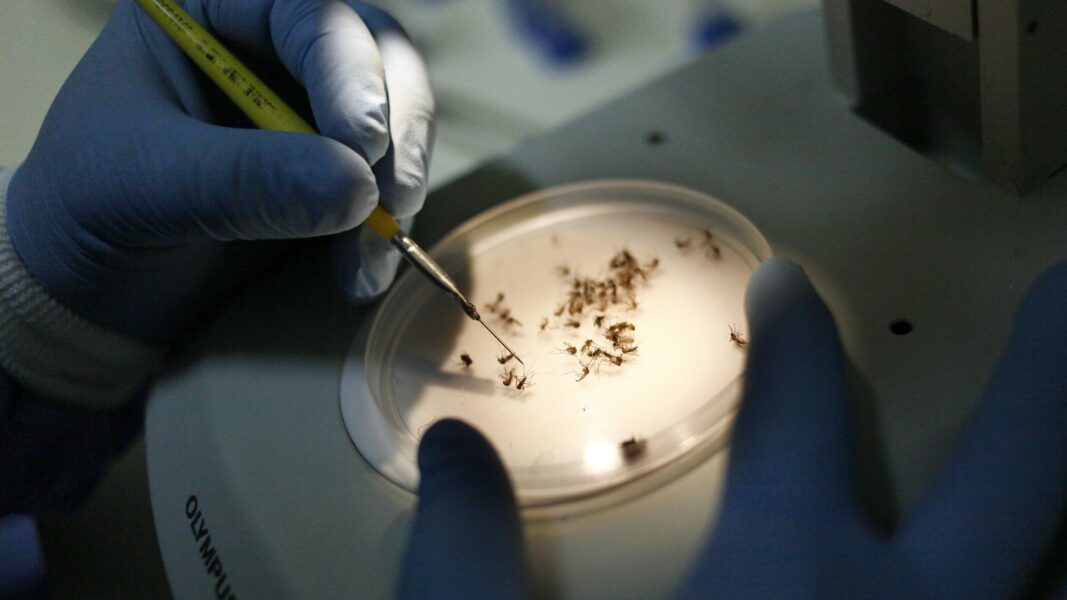 Saúde estadual intensifica ações para prevenir transmissão de arboviroses com a chegada do El Niño