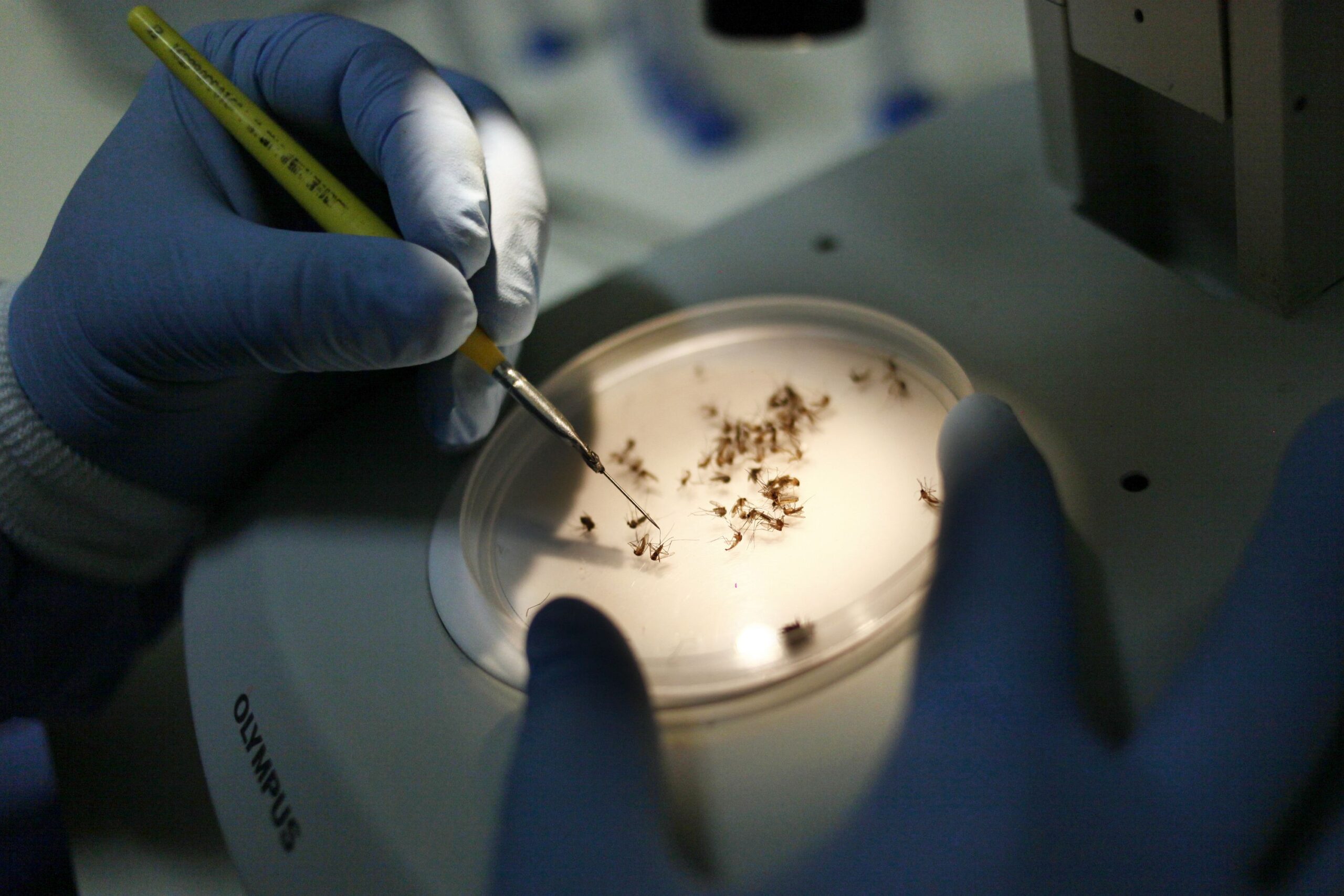 Saúde estadual intensifica ações para prevenir transmissão de arboviroses com a chegada do El Niño