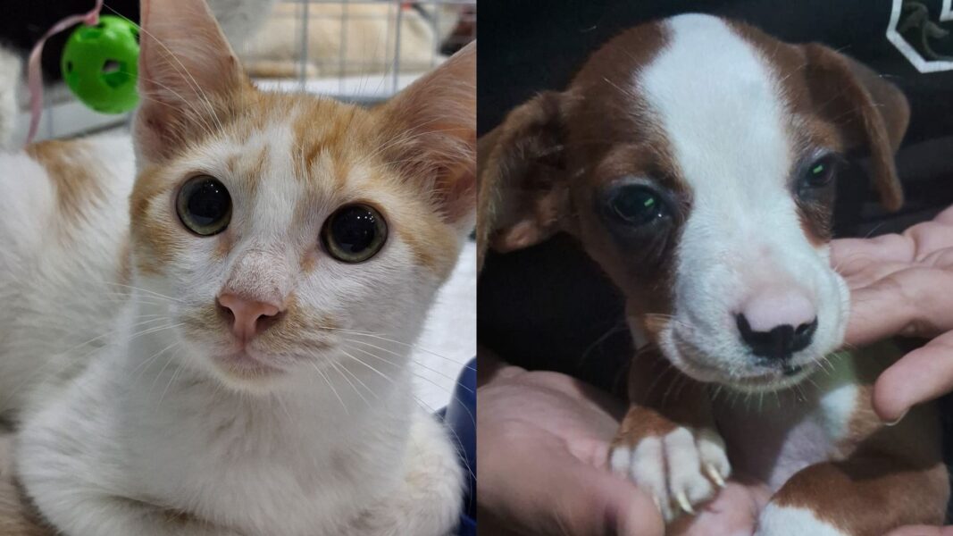 Caxias Shopping recebe mais uma edição da campanha de adoção de pets neste sábado