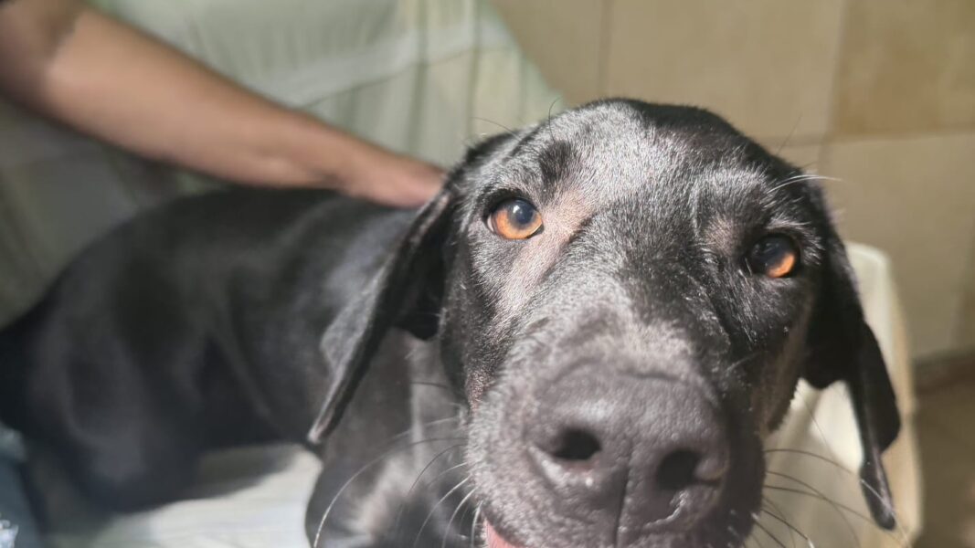 Um a cada 11 animais adotados é devolvido em Nova Iguaçu