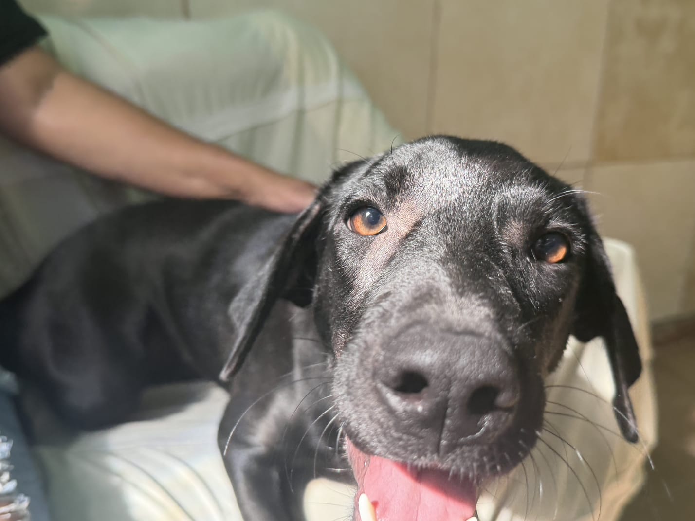 Um a cada 11 animais adotados é devolvido em Nova Iguaçu