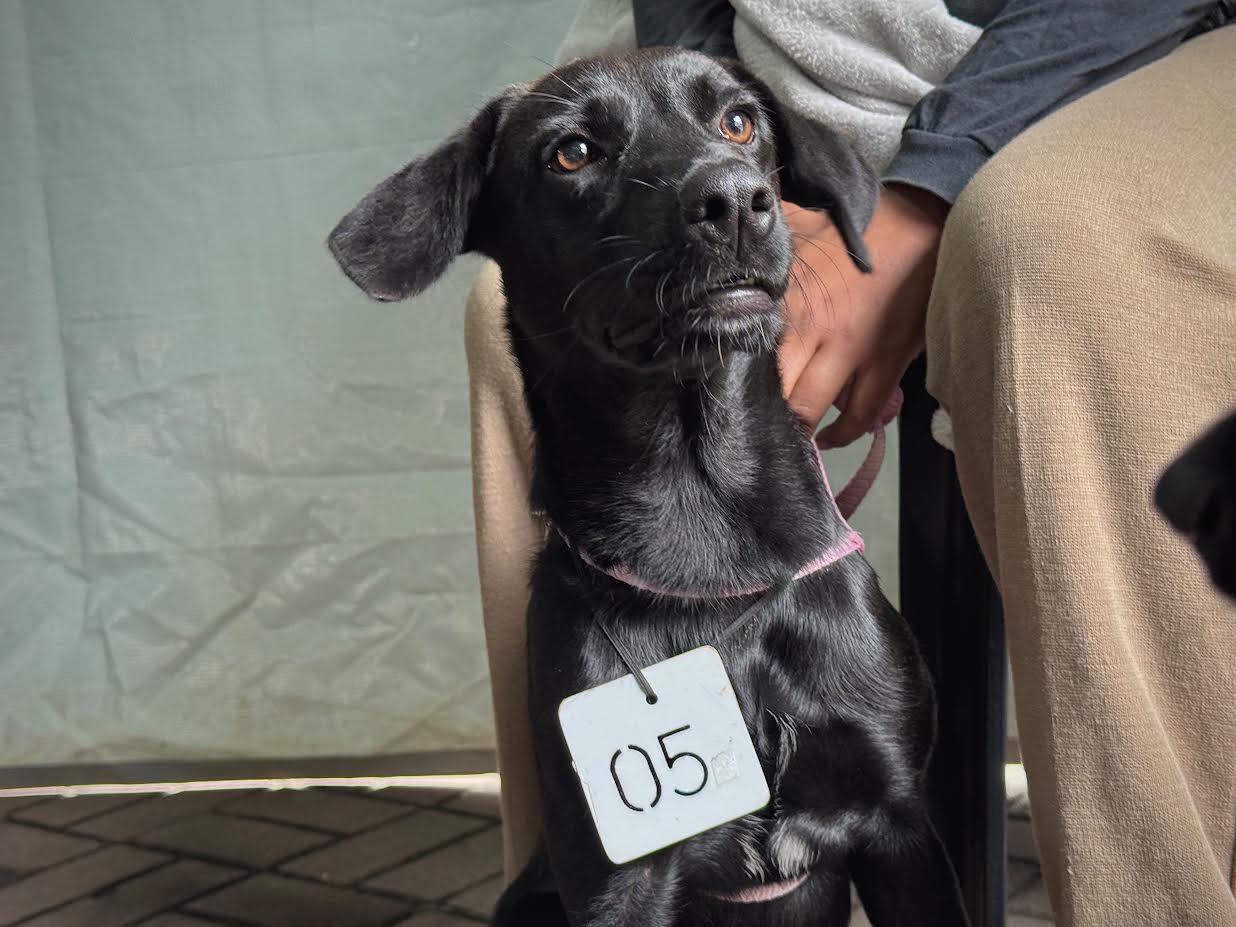 Castração e microchipagem de cães e gatos já estão em atendimento em Japeri