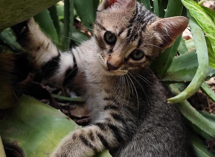 Caxias Shopping realiza campanha de adoção de cães e gatos neste sábado (24)