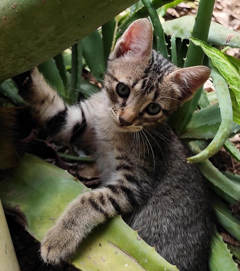 Caxias Shopping realiza campanha de adoção de cães e gatos neste sábado (24)